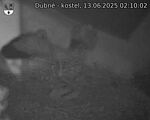 Capi_Dubne_20250613_021002.jpg