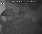 Capi_Dubne_20250613_021503.jpg