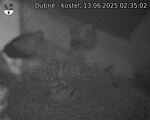 Capi_Dubne_20250613_023502.jpg