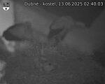 Capi_Dubne_20250613_024003.jpg