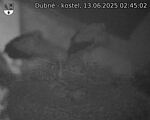 Capi_Dubne_20250613_024502.jpg