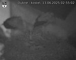 Capi_Dubne_20250613_025502.jpg