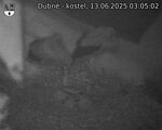 Capi_Dubne_20250613_030502.jpg