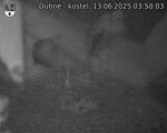 Capi_Dubne_20250613_035003.jpg