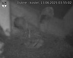 Capi_Dubne_20250613_035502.jpg