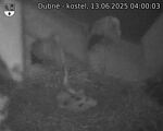 Capi_Dubne_20250613_040003.jpg