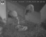 Capi_Dubne_20250613_041002.jpg