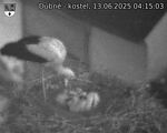 Capi_Dubne_20250613_041503.jpg