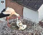 Capi_Dubne_20250613_045002.jpg