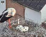 Capi_Dubne_20250613_045503.jpg