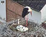 Capi_Dubne_20250613_050002.jpg