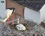 Capi_Dubne_20250613_050502.jpg