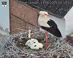 Capi_Dubne_20250613_051003.jpg