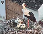 Capi_Dubne_20250613_051502.jpg
