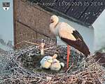 Capi_Dubne_20250613_052004.jpg