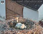 Capi_Dubne_20250613_053004.jpg