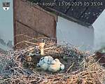 Capi_Dubne_20250613_053504.jpg