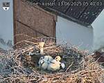 Capi_Dubne_20250613_054003.jpg