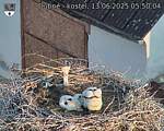 Capi_Dubne_20250613_055004.jpg