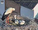 Capi_Dubne_20250613_060504.jpg