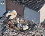 Capi_Dubne_20250613_061502.jpg
