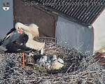 Capi_Dubne_20250613_063504.jpg