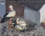Capi_Dubne_20250613_064002.jpg