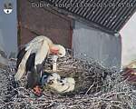 Capi_Dubne_20250613_064504.jpg
