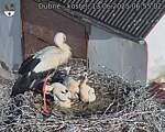 Capi_Dubne_20250613_065502.jpg