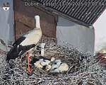 Capi_Dubne_20250613_070004.jpg