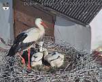 Capi_Dubne_20250613_070504.jpg