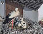 Capi_Dubne_20250613_071002.jpg
