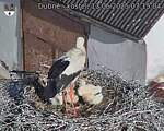 Capi_Dubne_20250613_071504.jpg
