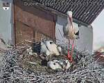 Capi_Dubne_20250613_072004.jpg