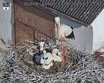 Capi_Dubne_20250613_072503.jpg