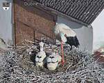 Capi_Dubne_20250613_073002.jpg