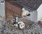 Capi_Dubne_20250613_073504.jpg