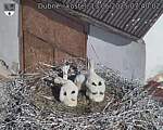 Capi_Dubne_20250613_074002.jpg