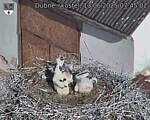 Capi_Dubne_20250613_074502.jpg