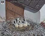 Capi_Dubne_20250613_075502.jpg