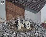 Capi_Dubne_20250613_080004.jpg