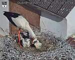 Capi_Dubne_20250613_080504.jpg
