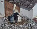 Capi_Dubne_20250613_081002.jpg