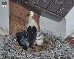 Capi_Dubne_20250613_081504.jpg