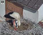 Capi_Dubne_20250613_082002.jpg