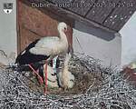 Capi_Dubne_20250613_082504.jpg