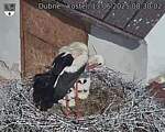 Capi_Dubne_20250613_083002.jpg