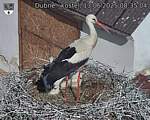 Capi_Dubne_20250613_083504.jpg