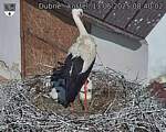 Capi_Dubne_20250613_084002.jpg