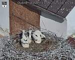 Capi_Dubne_20250613_084504.jpg